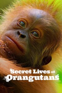 Secret Lives of Orangutans ชีวิตลับอุรังอุตัง (2024) สารคดี